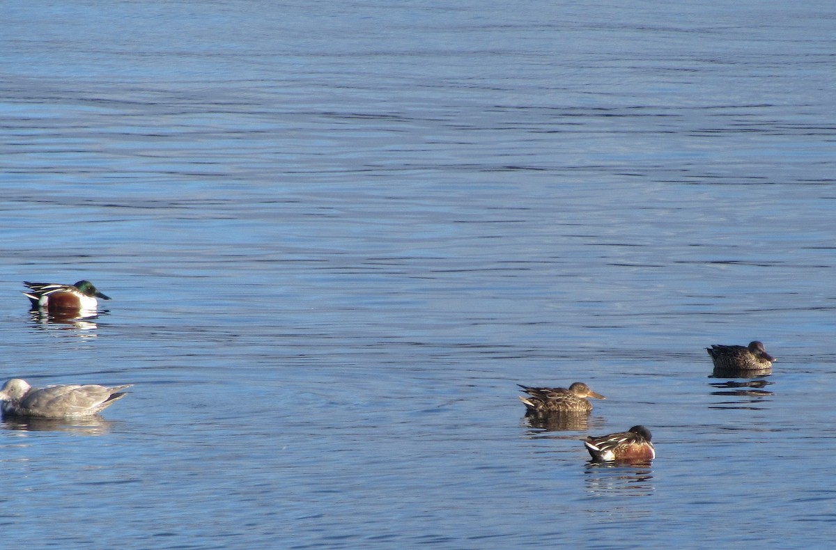 Ahate mokozabal zuria - ML48087881