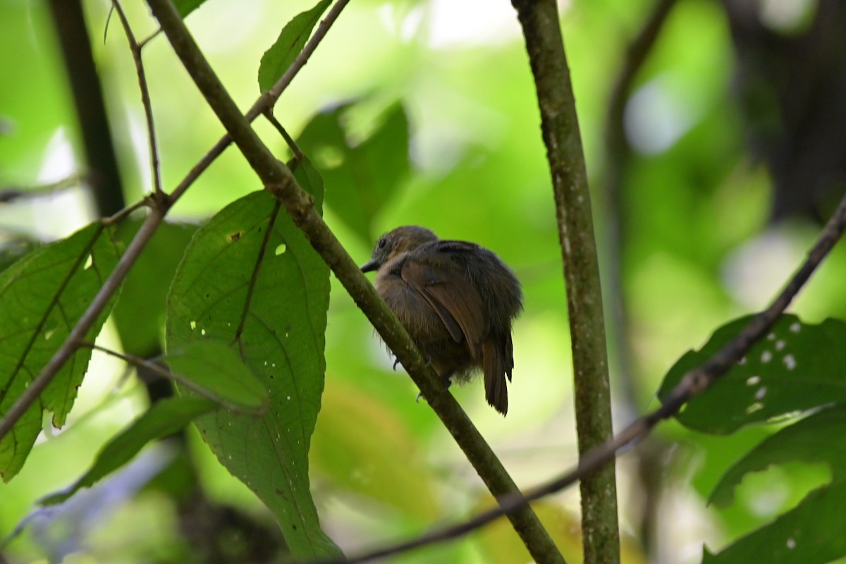 Slaty Antwren - Gustavo Rojas