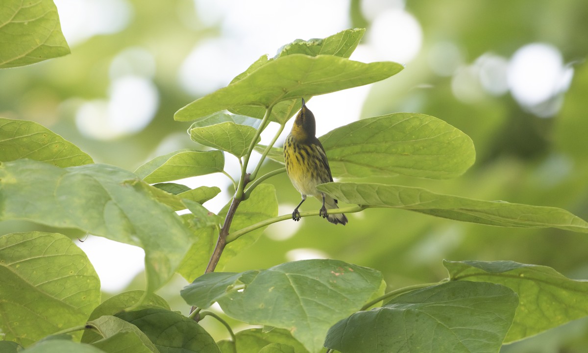 Cape May Warbler - ML480879081