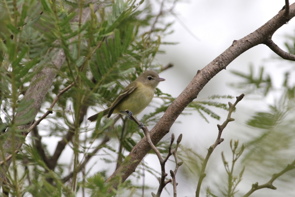 Bell's Vireo - ML480879211