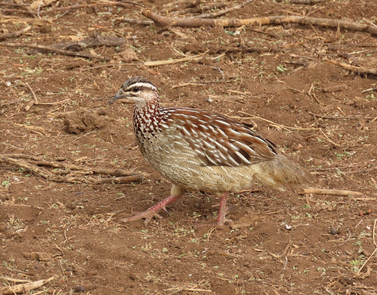 Crested Francolin - ML480879501