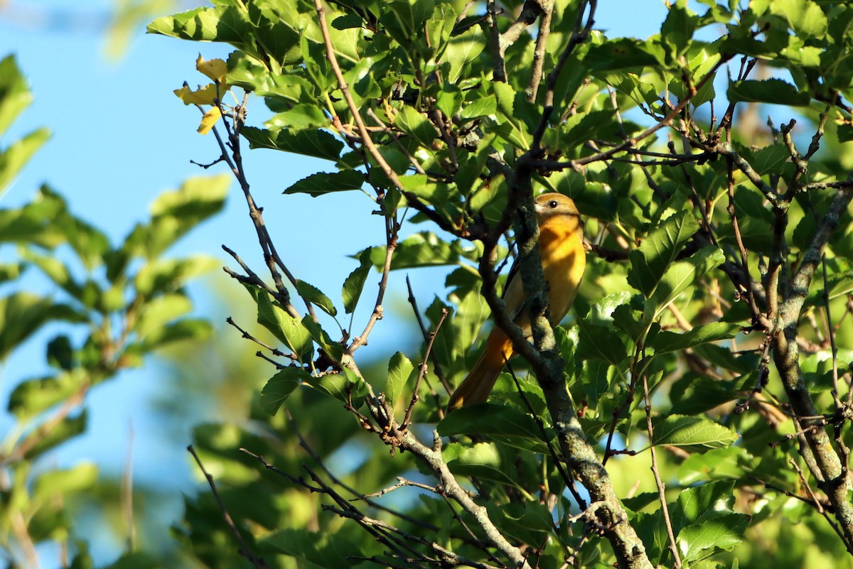 Baltimore Oriole - ML480879601