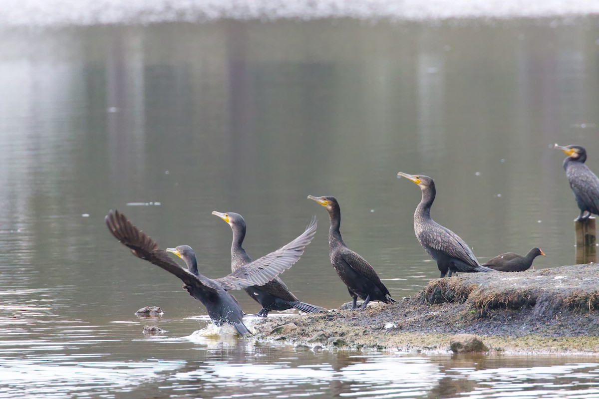 Great Cormorant - Dennis Devers