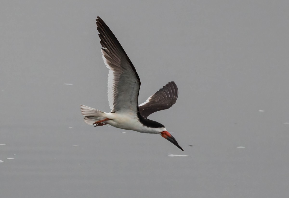 Black Skimmer - ML480880381