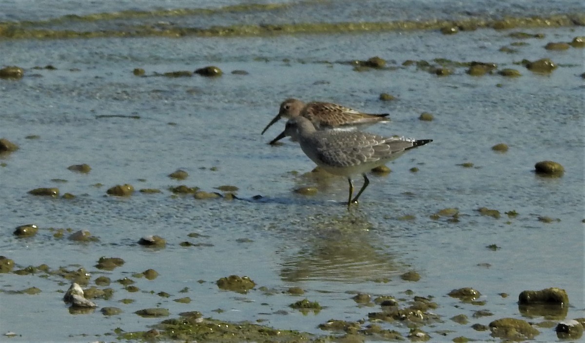 Red Knot - ML480882611