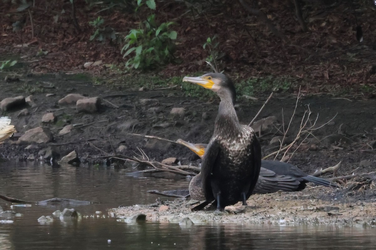 Great Cormorant - Dennis Devers