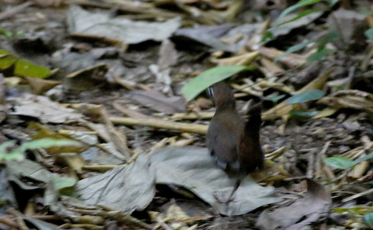 Black-faced Antthrush (Central American) - Jay McGowan
