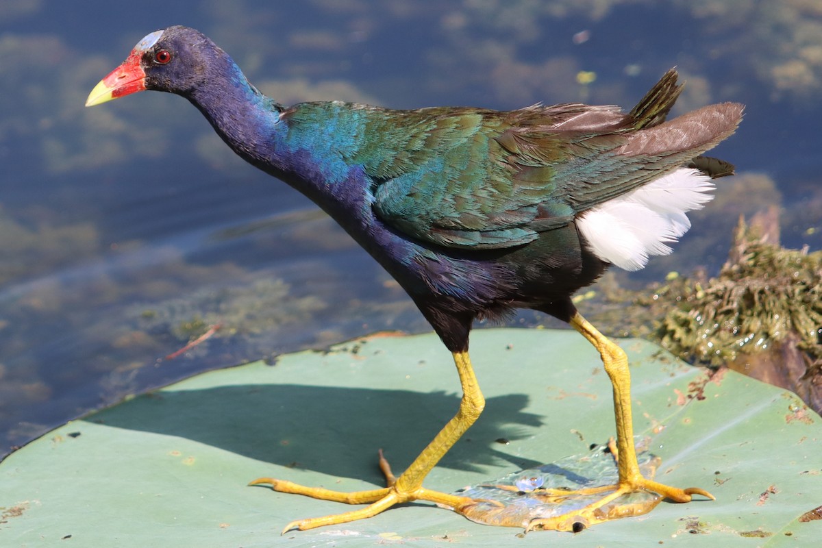 Purple Gallinule - Prineet Anand