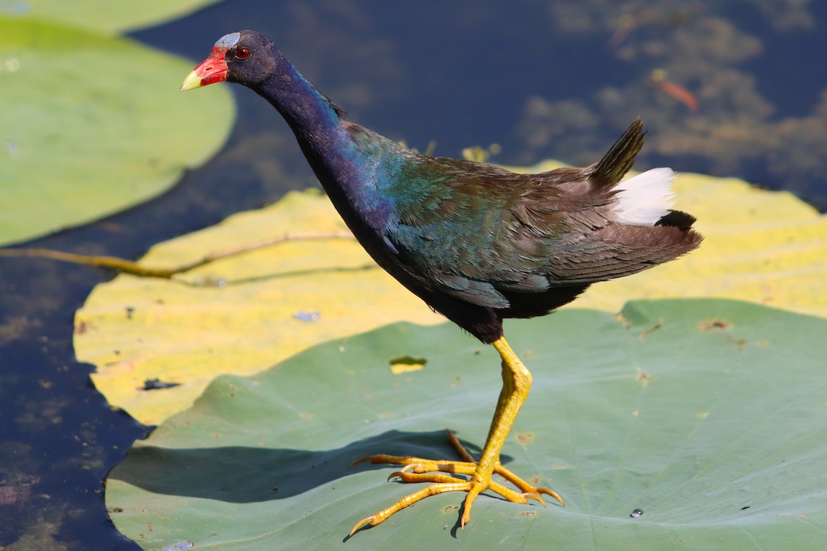 Purple Gallinule - Prineet Anand