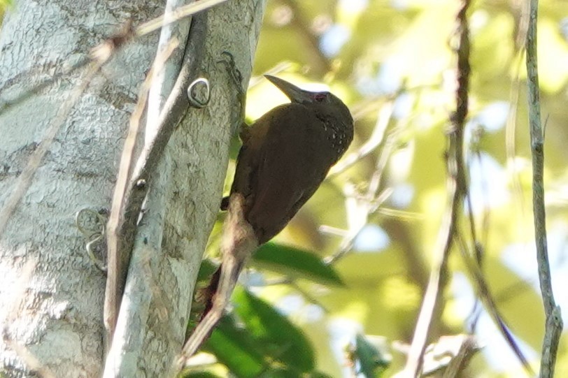 Cinnamon-throated Woodcreeper - ML480885001