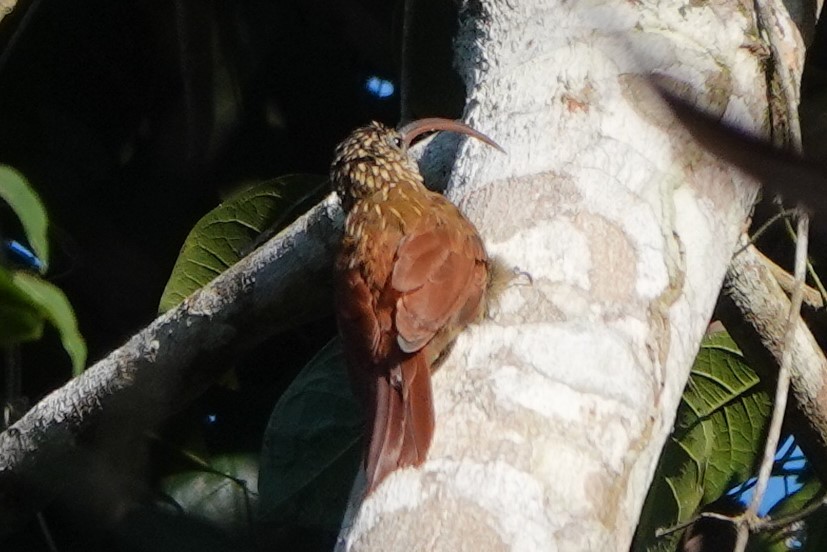 Дереволаз-серподзьоб амазонійський (підвид multostriatus) - ML480885081