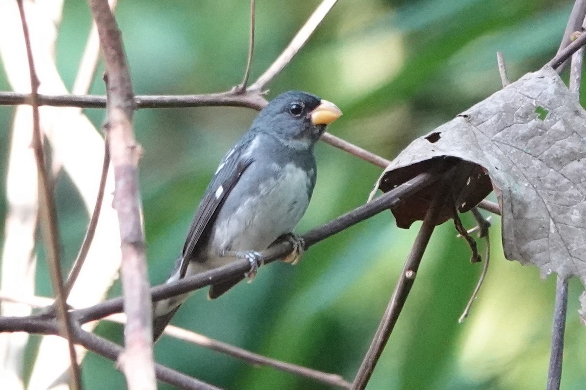 Slate-colored Seedeater - ML480885331