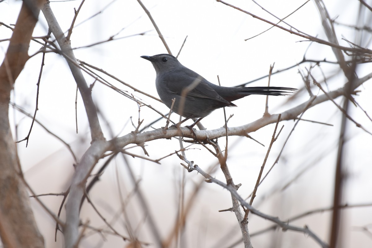 Gray Catbird - ML48088601