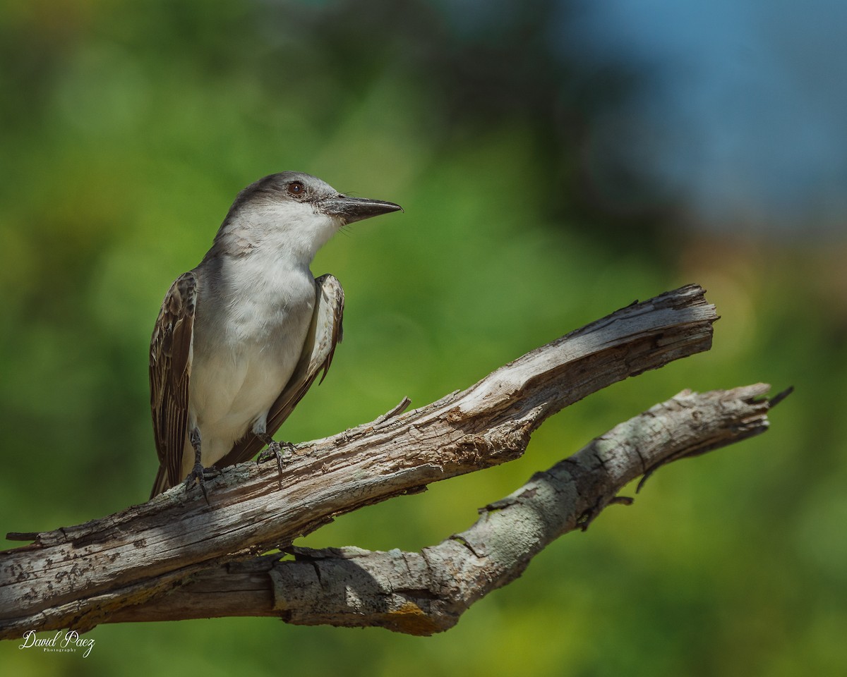 Gray Kingbird - ML480887821