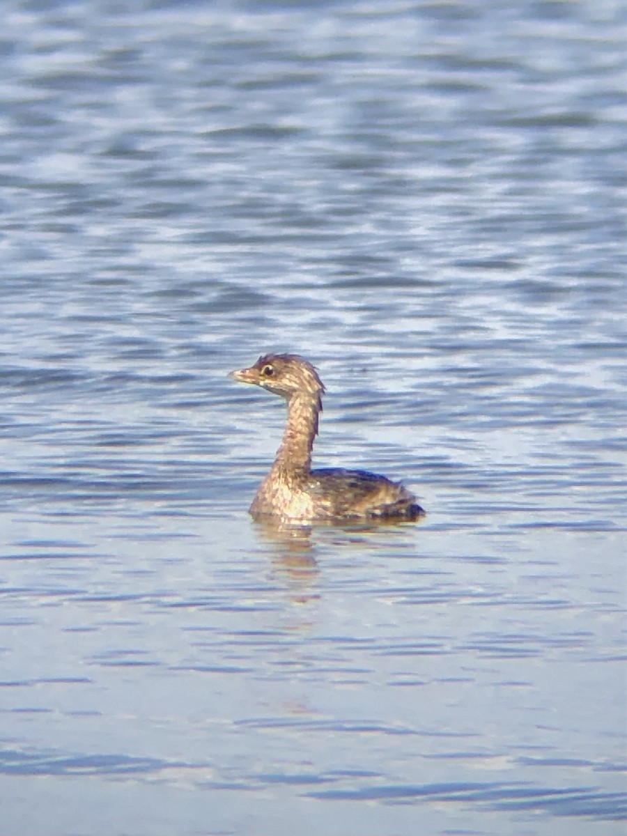 Pied-billed Grebe - ML480888071