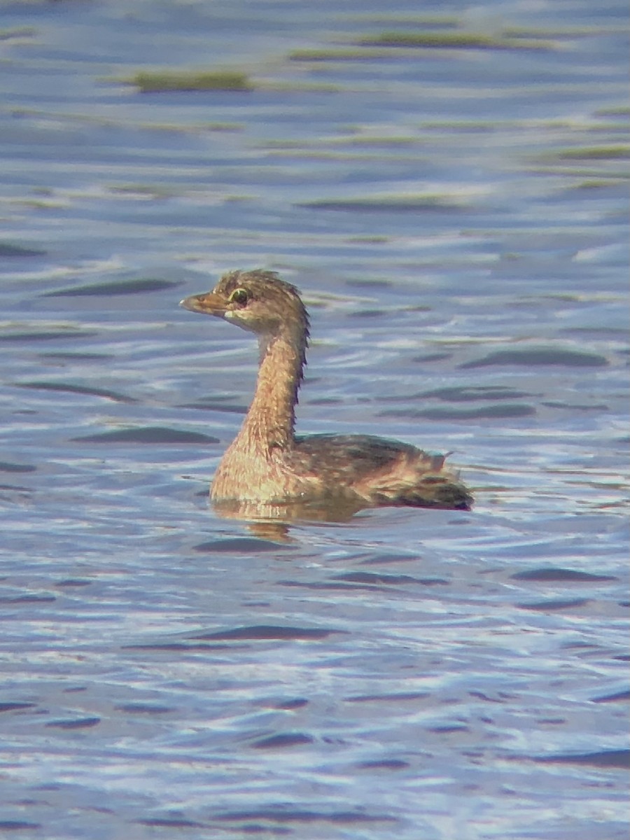 Pied-billed Grebe - ML480888081