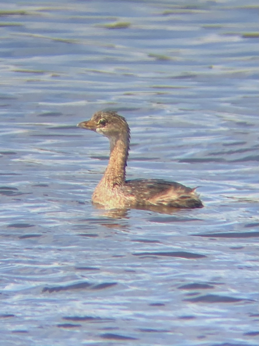 Pied-billed Grebe - ML480888091