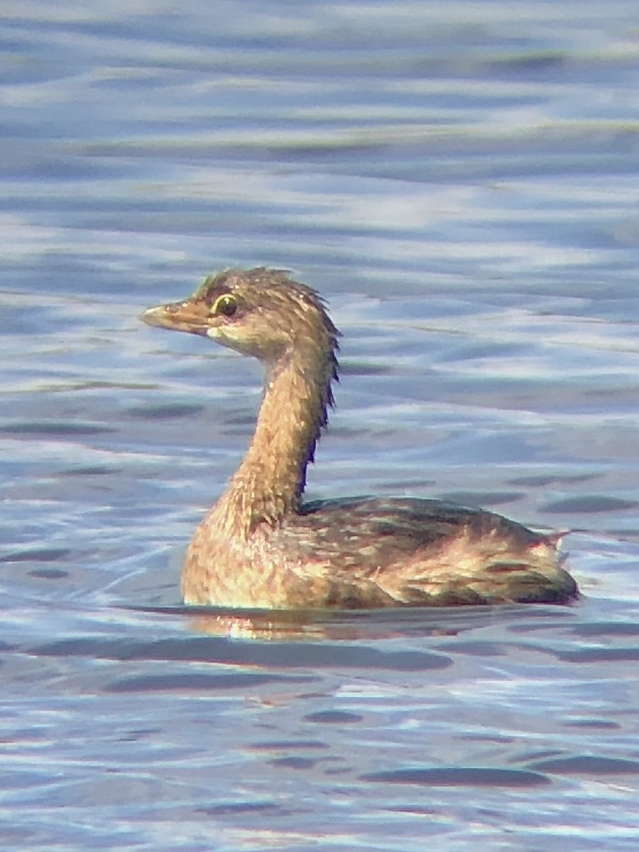 Pied-billed Grebe - ML480888101