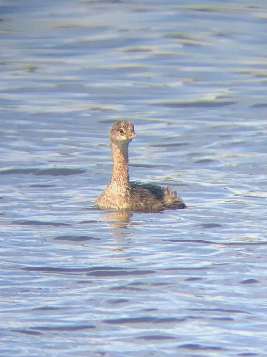 Pied-billed Grebe - KZ F