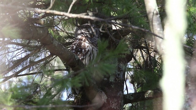 Barred Owl - ML480890