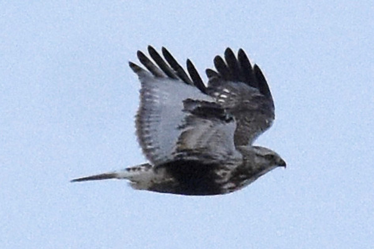 Rough-legged Hawk - Liz Voellinger