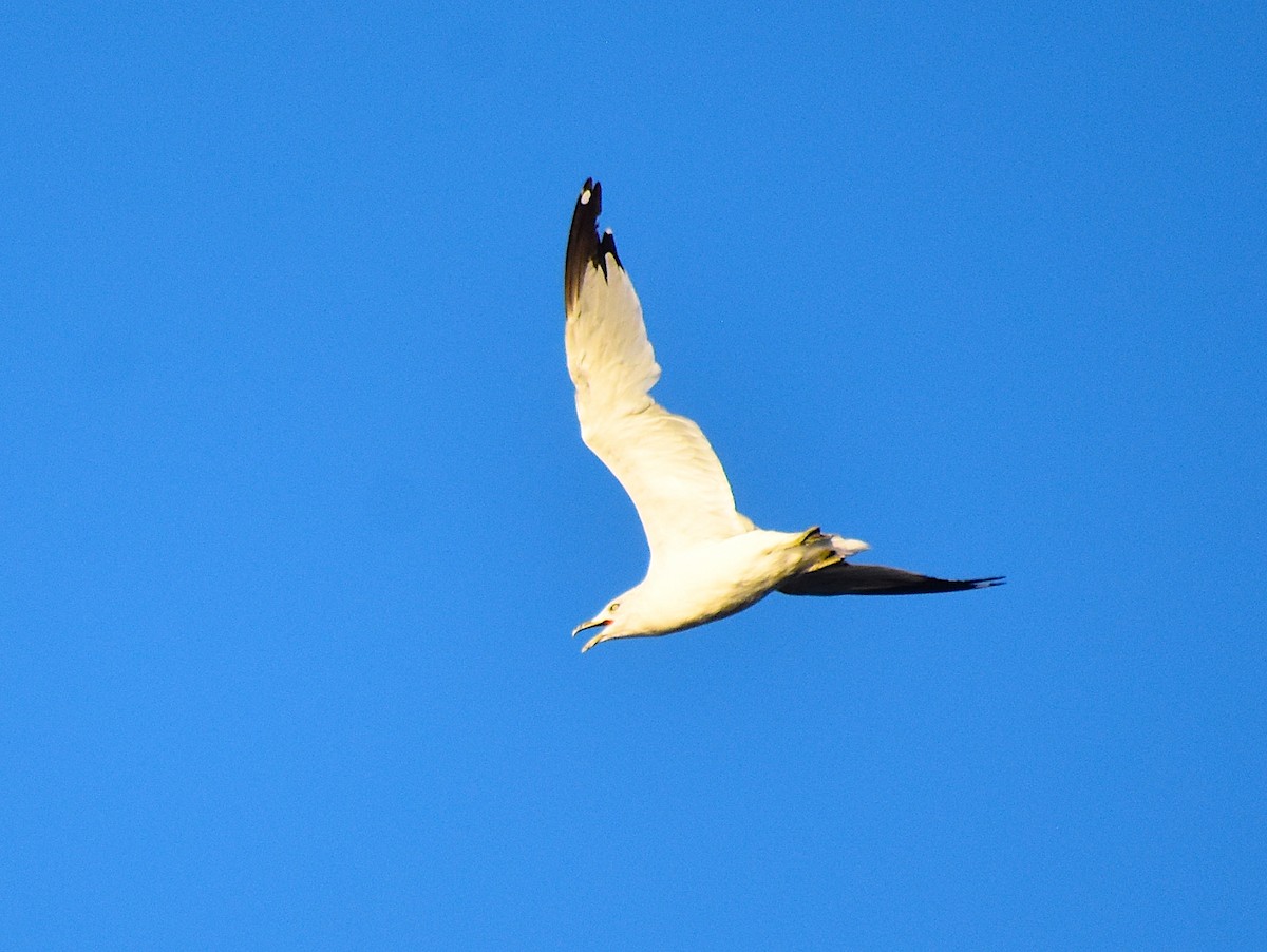 Ring-billed Gull - ML480891491