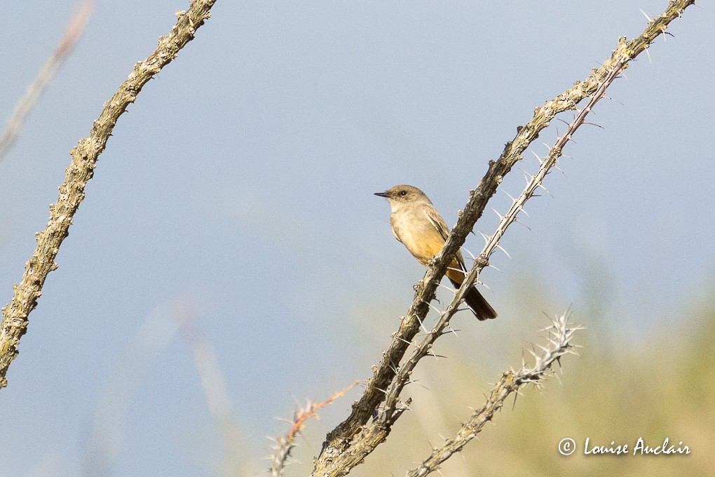 Say's Phoebe - ML48089171