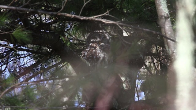 Barred Owl - ML480892