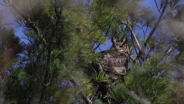 Great Horned Owl - ML480894