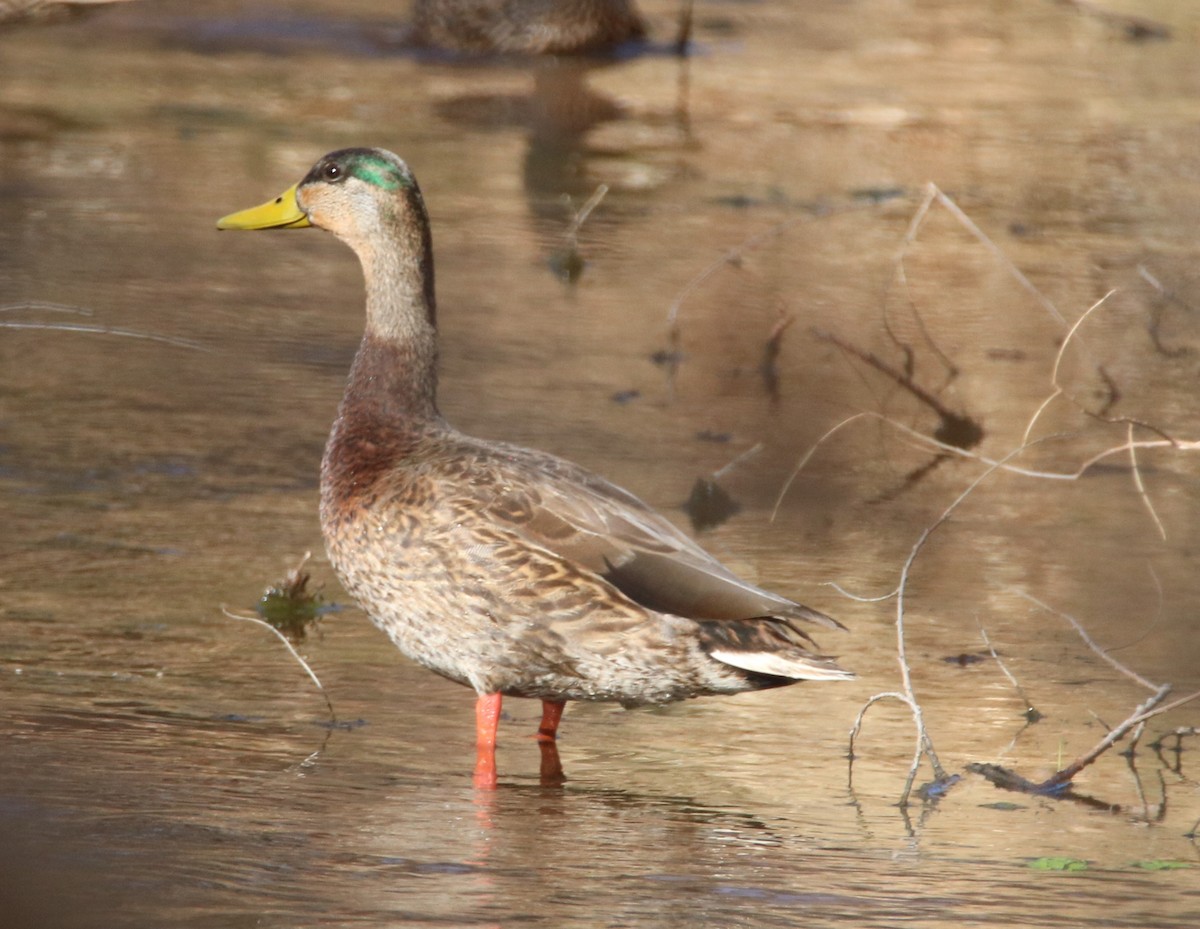 Mallard x Mexican Duck (hybrid) - ML480894901