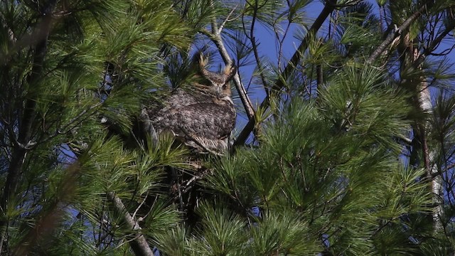 Great Horned Owl - ML480895