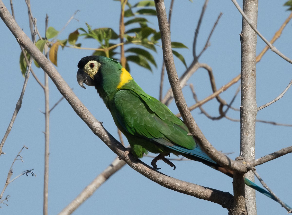 Yellow-collared Macaw - ML480898011