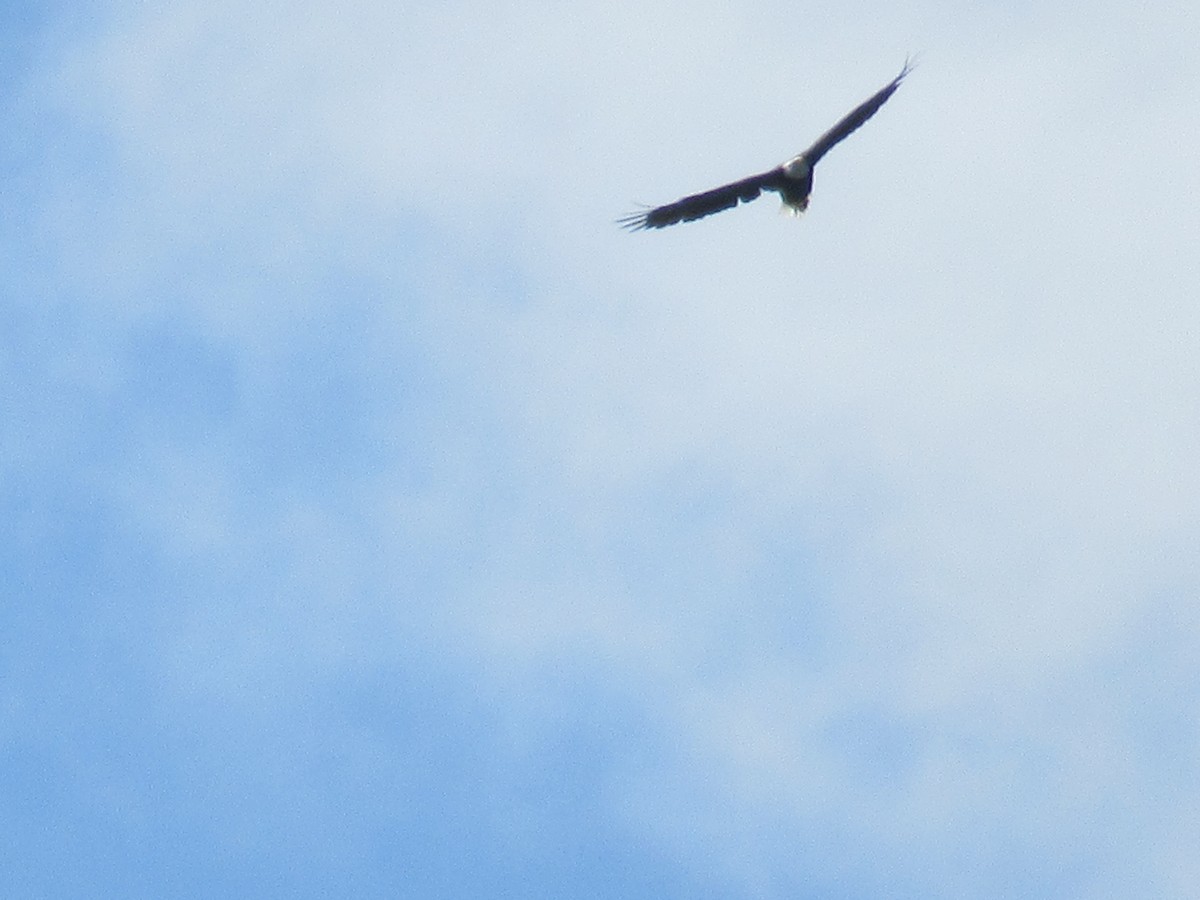 Bald Eagle - ML480898641
