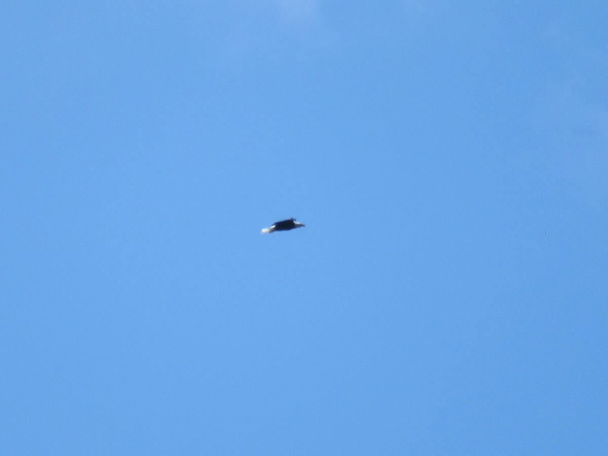 Bald Eagle - ML480898681