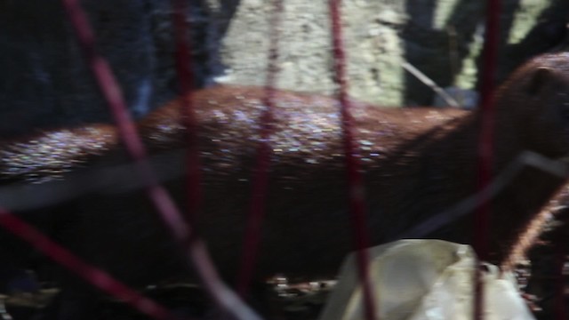 American Mink - ML480899