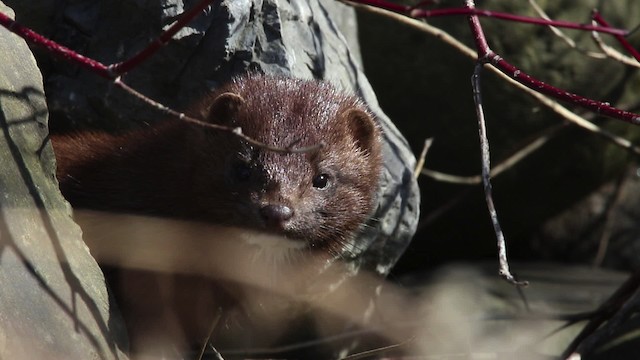 American Mink - ML480900