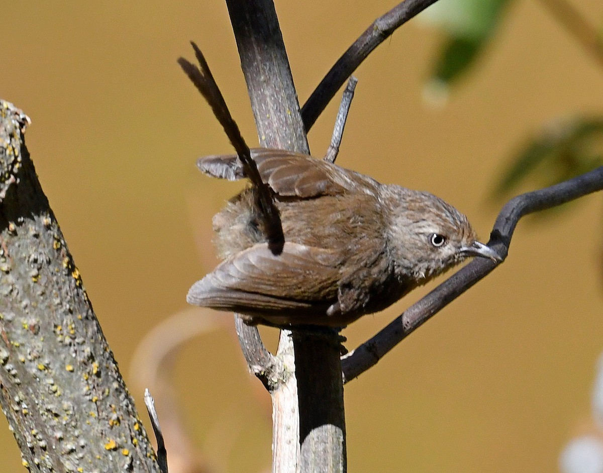 Wrentit - ML480900451