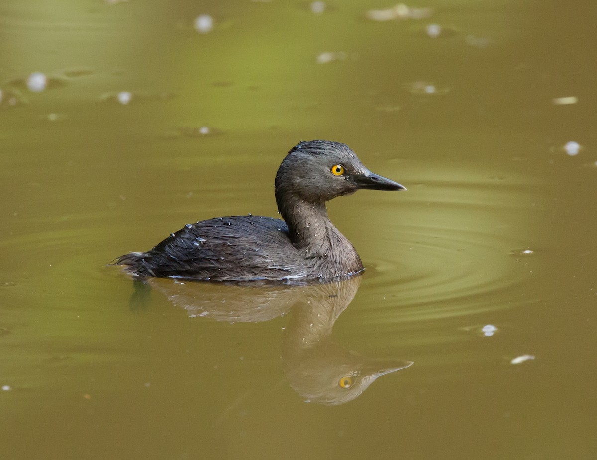 Least Grebe - ML48090151