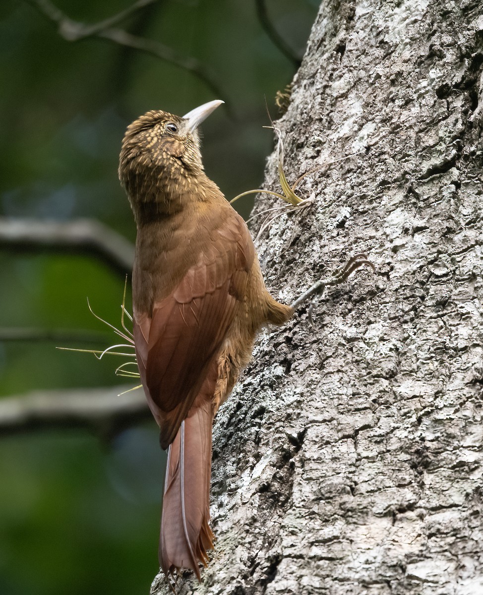 Ocellated Woodcreeper - ML480902891