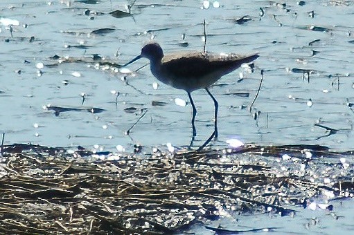 Lesser Yellowlegs - ML480904501