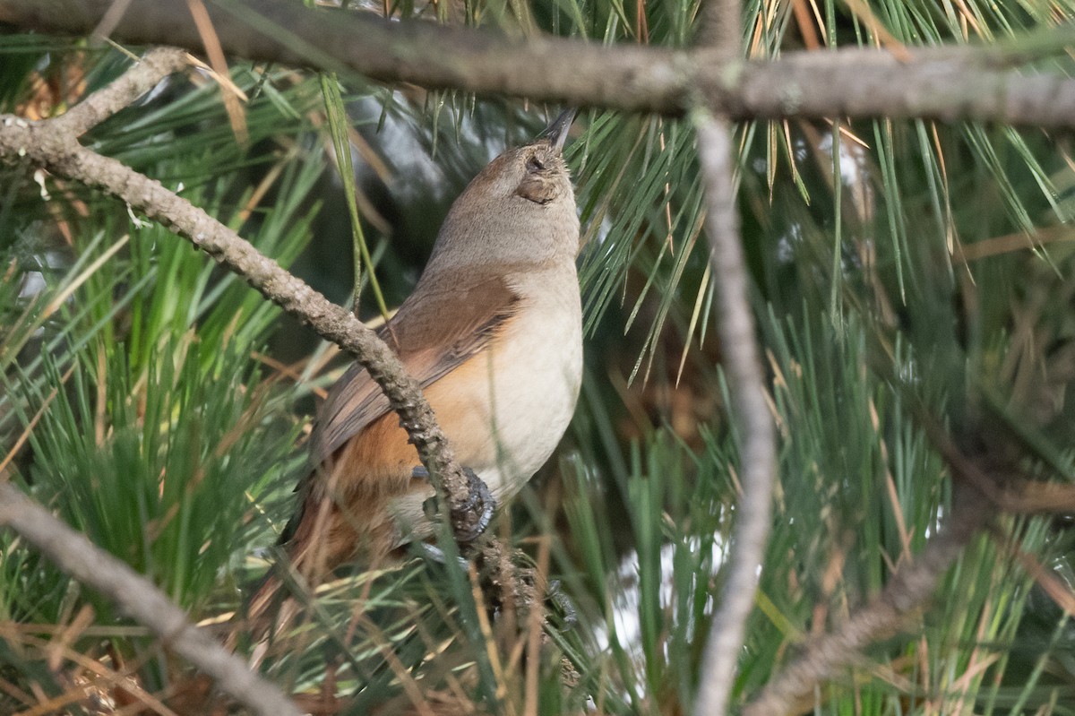 ボリビアキタカマドドリ - ML480904641