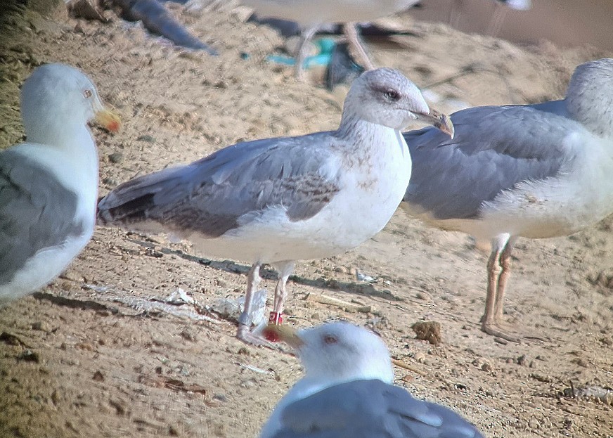 Yellow-legged Gull - ML480904691