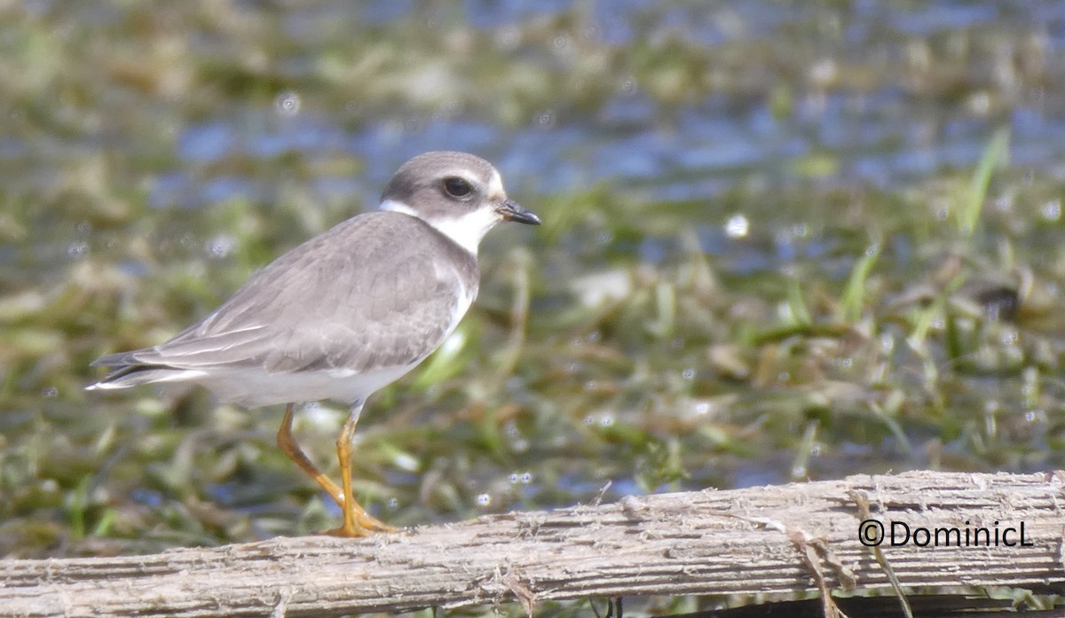 Semipalmated Plover - ML480905151