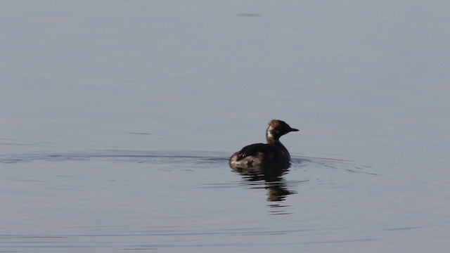 Horned Grebe - ML480906