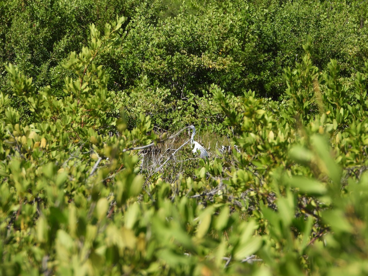 Snowy Egret - ML480906571