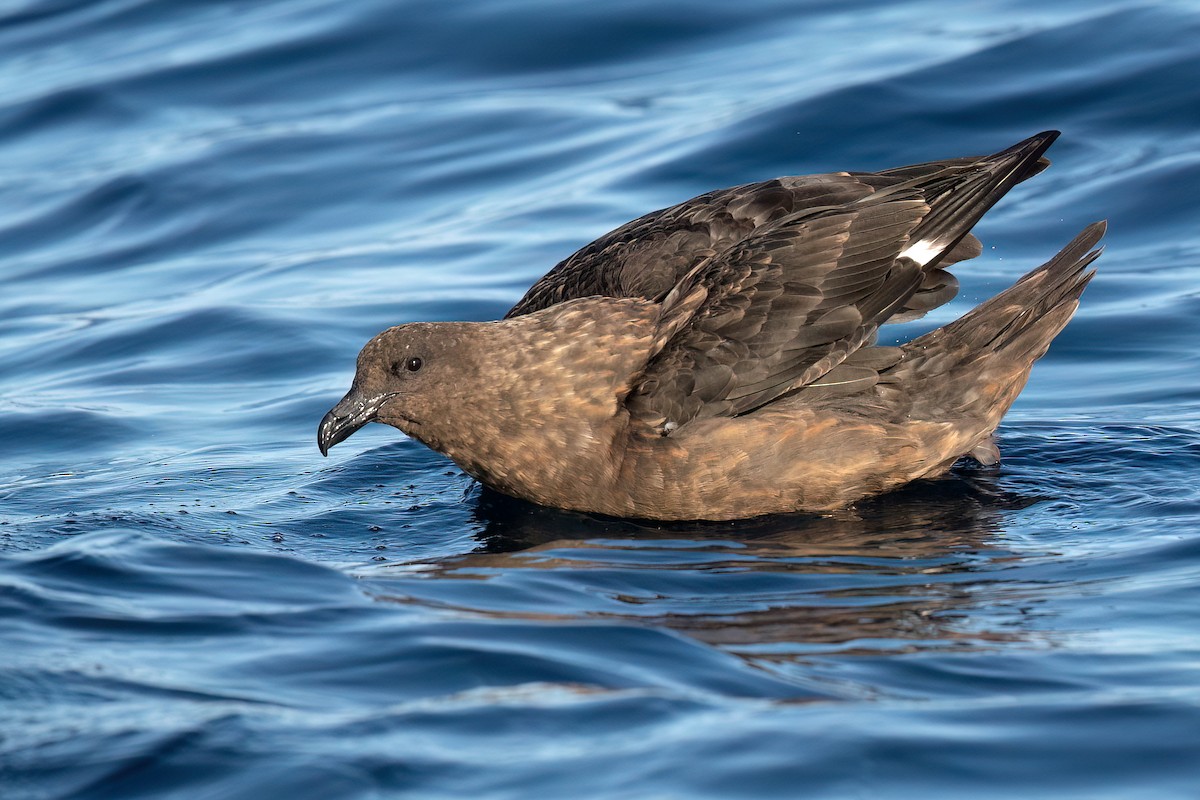 Brown Skua - ML480907871