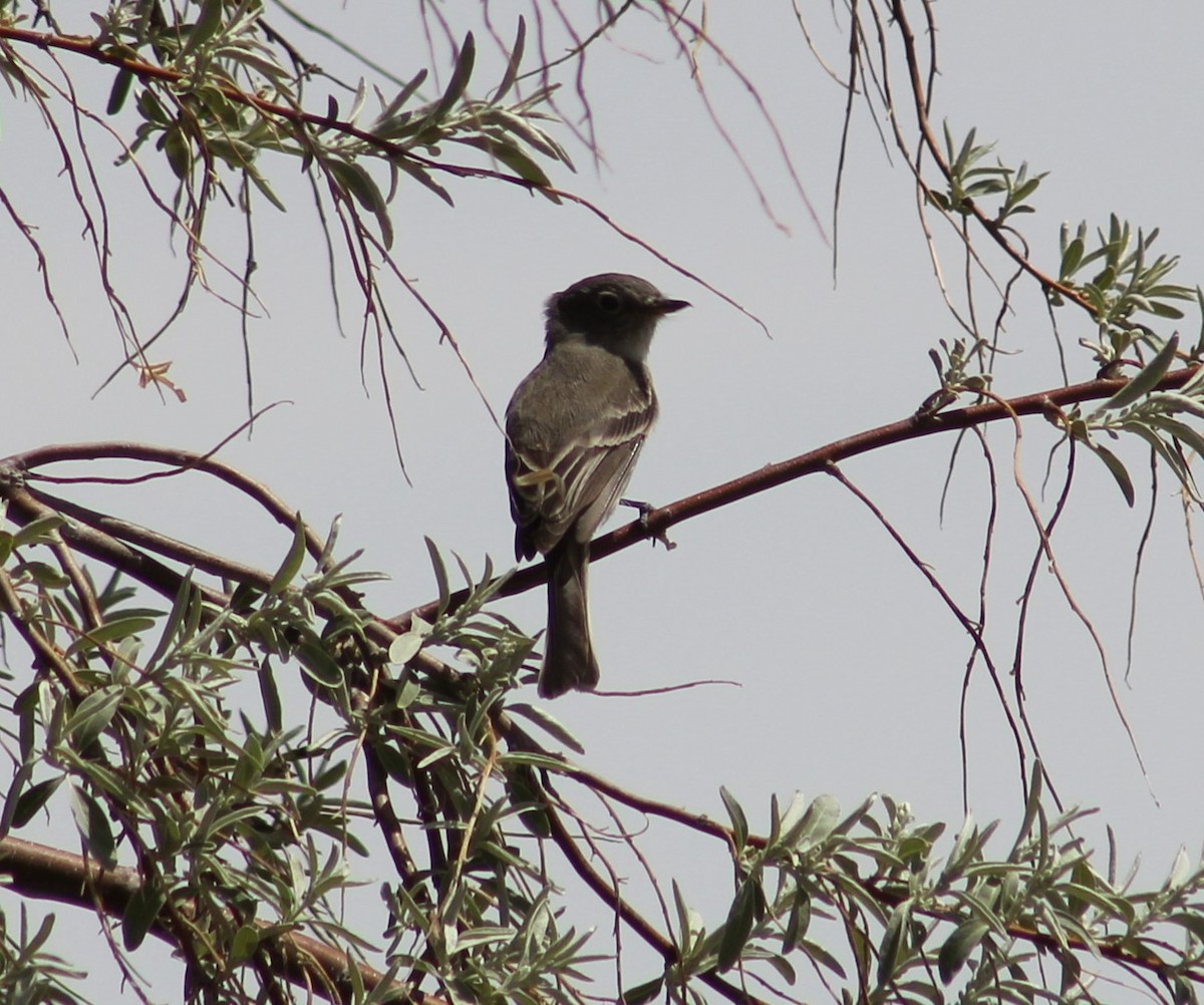 Gray Flycatcher - ML480908191