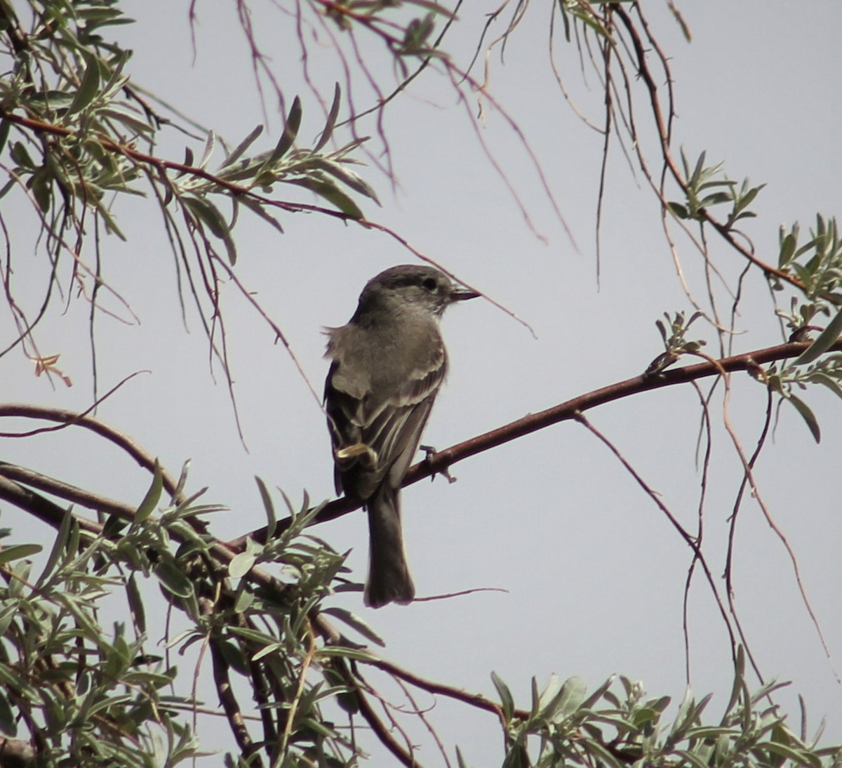 Gray Flycatcher - ML480908211