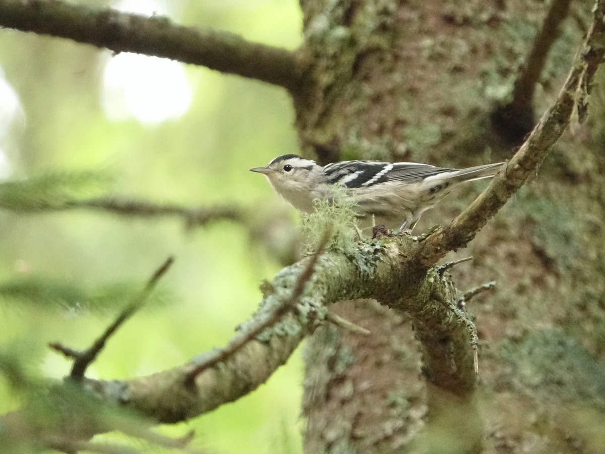 Black-and-white Warbler - ML480908321