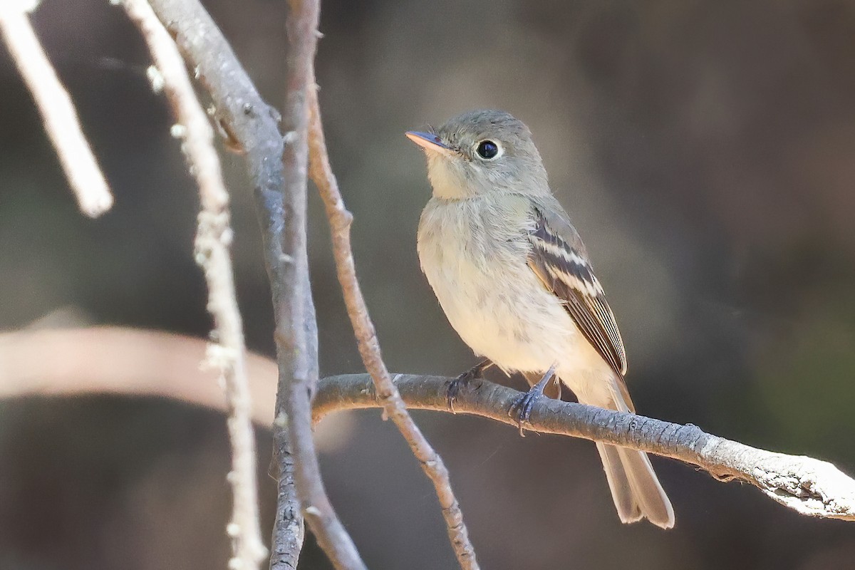 Western Flycatcher (Pacific-slope) - ML480908681